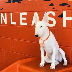 Wag-A-Lot-Upper Westside