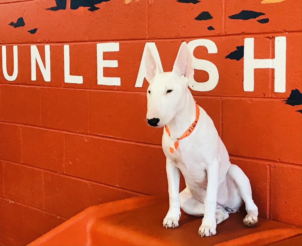 Wag-A-Lot-Upper Westside - pet boarding facility in Atlanta, GA