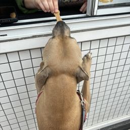 Treats for dogs at the window! Treats for dogs at the window!