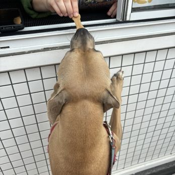 Little Honey - Treats for dogs at the window! - Pizza Near Me - Brooklyn, New York Little Honey - Treats for dogs at the window! - Pizza Near Me - Brooklyn, New York
