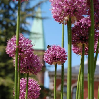 Botanisk Have - Gorgeous alliums in the Botanical Gardens - Botanical Gardens Near Me - København K, 84 Botanisk Have - Gorgeous alliums in the Botanical Gardens - Botanical Gardens Near Me - København K, 84