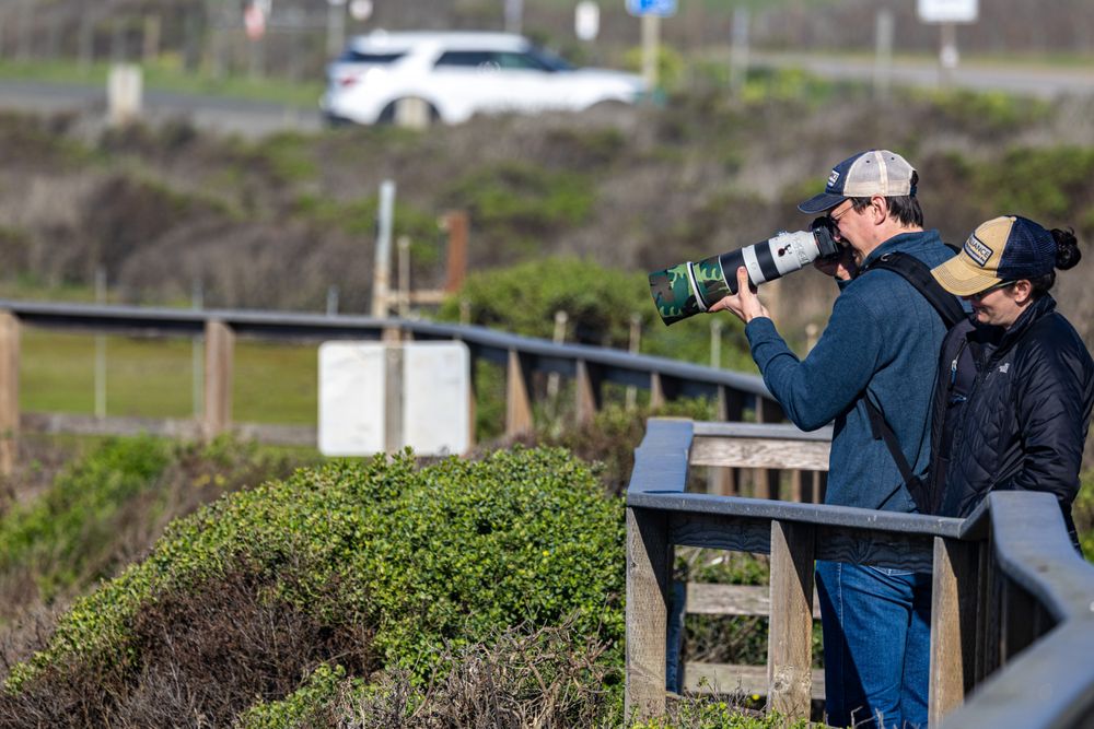 Elephant Seal Vista Point Logo