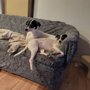 Photo of Street Savvy Dog Rescue