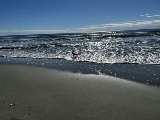 Isle of Palms Beach by null