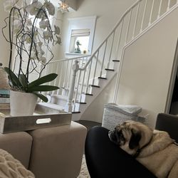 Canine State of Mind - Cleo relaxing on my lap time.