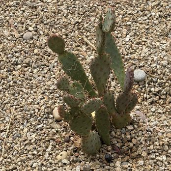 Design & Build Landscapes - Cactus - Landscaping Near Me - Menlo Park, California Design & Build Landscapes - Cactus - Landscaping Near Me - Menlo Park, California