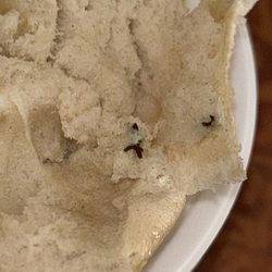 Clark Bagels - Suspected mouse droppings