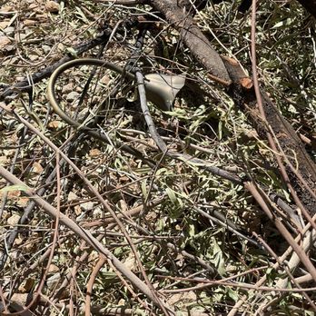 Thanx Bubba - Poor fixture. They killed it. - Landscaping Near Me - Las Vegas, Nevada Thanx Bubba - Poor fixture. They killed it. - Landscaping Near Me - Las Vegas, Nevada