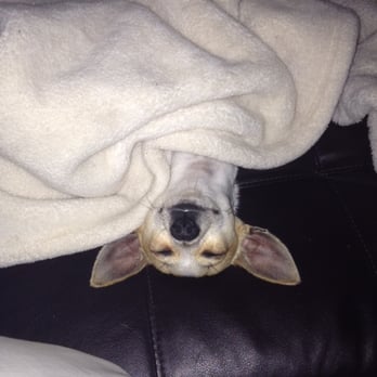 Treasured Critters - Sweet dreams - Dog Walkers Near Me - Tyler, Texas