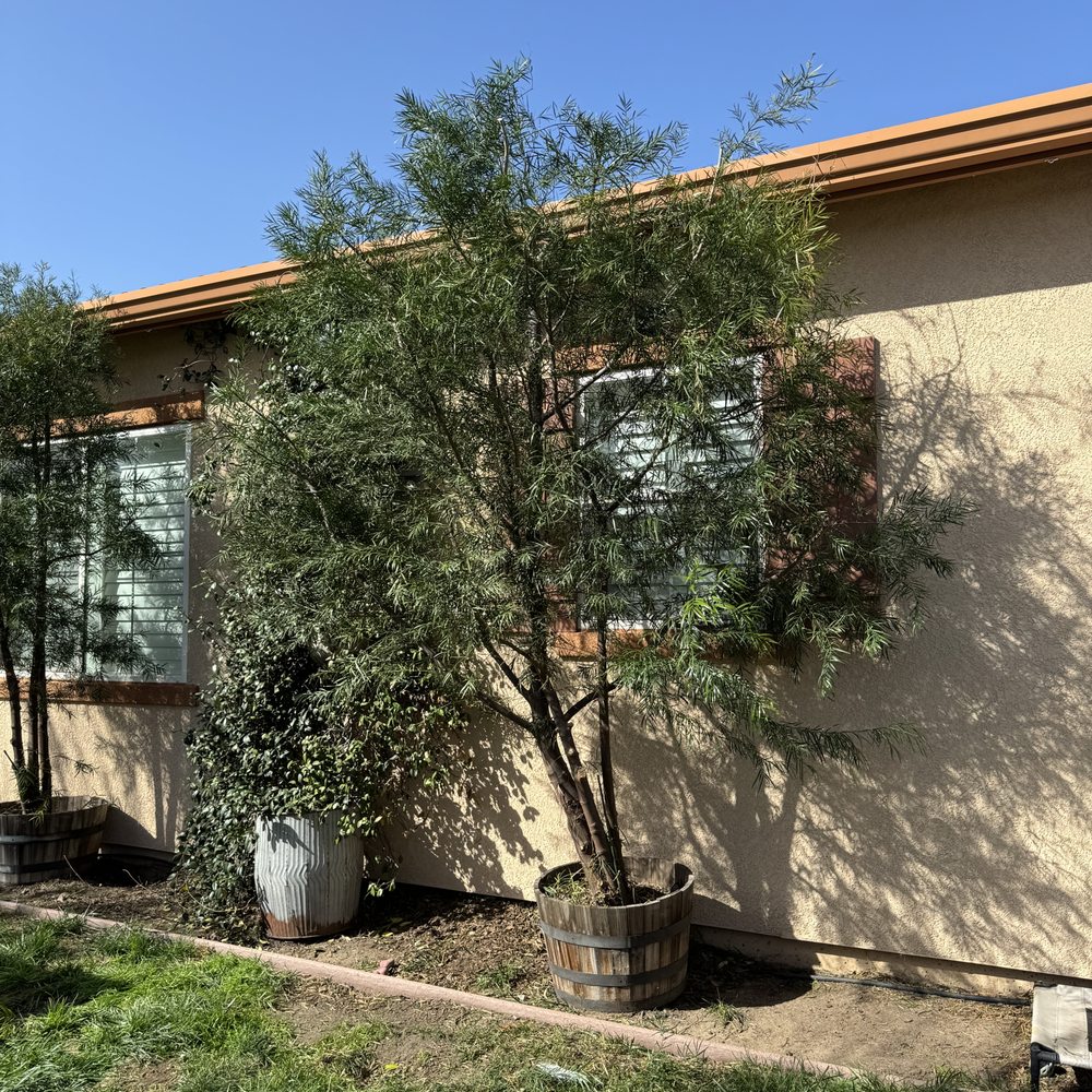 Roberto’s Tree Service - Tree Services Near Me Roberto’s Tree Service - Tree Services Near Me