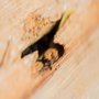 Photo of EnFocus Pest Prevention