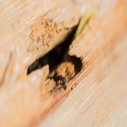 EnFocus Pest Prevention