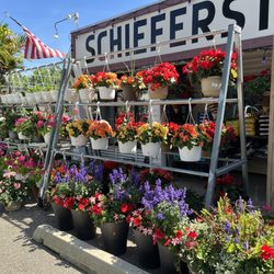 Schieferstein's Farm - Beautiful flowers!