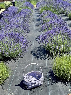 Helvetia Lavender Farm and Christmas Tree Farm by null