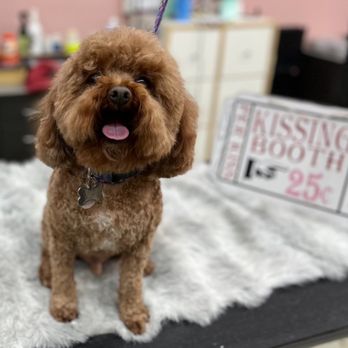 K-9 Kastle - Pet Groomers Near Me - Buena Park, California K-9 Kastle - Pet Groomers Near Me - Buena Park, California