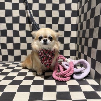 Forbes Grooming - Pet Groomers Near Me - Laguna Niguel, California Forbes Grooming - Pet Groomers Near Me - Laguna Niguel, California