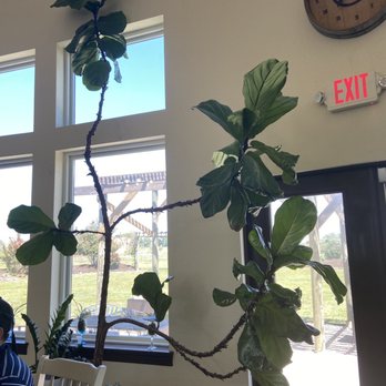 Blue Lotus Winery - Large Fiddle Leaf Fig plant. - Venues & Event Spaces Near Me - Seguin, Texas