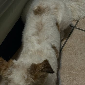 Organic Paws Pet Services - After hair cut - Pet Groomers Near Me - Buena Park, California Organic Paws Pet Services - After hair cut - Pet Groomers Near Me - Buena Park, California