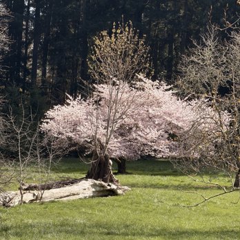 Bloedel Reserve - Parks Near Me - Bainbridge Island, Washington Bloedel Reserve - Parks Near Me - Bainbridge Island, Washington