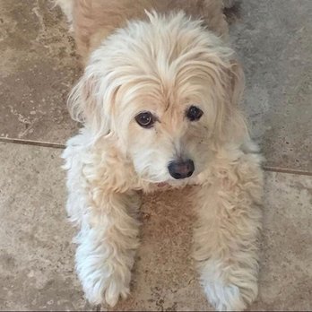 A Shear Pleasure Pet Salon - 3 weeks ago. - Pet Groomers Near Me - Torrance, California A Shear Pleasure Pet Salon - 3 weeks ago. - Pet Groomers Near Me - Torrance, California