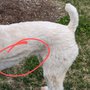 Photo of Bark of Louisville Dog Mural