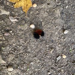 Woollybear