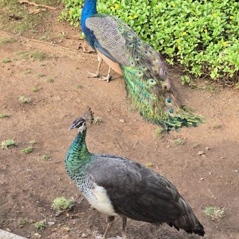 Smith's Family Garden Luau - Male and female peacocks. - Music Venues Near Me - Kapaa, Hawaii