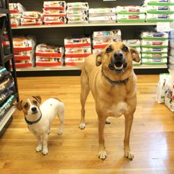 Our mascots Turkey the Terrier and Moose !