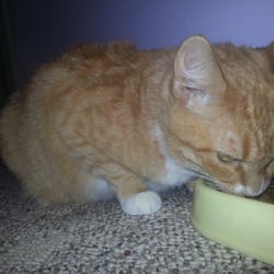Animal Rescue Friends - Super cute kitties