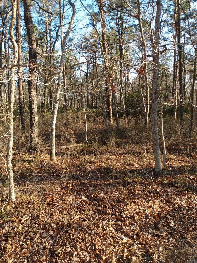 BASS RIVER STATE FOREST Updated May 2024 50 Photos & 17 Reviews