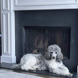 Partners Animal Hospital West Loop - Standard Poodle