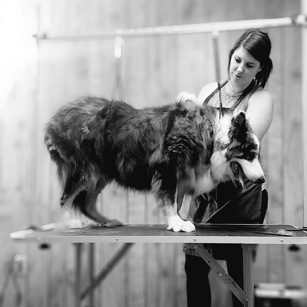 POURING CATS&DOGS 233 S 8th St, Medford, Wisconsin Pet Groomers