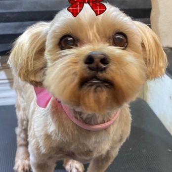 Robbie's Boarding & Grooming - Dixie - Pet Boarding Near Me - Abilene, Texas