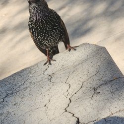 NYC Health - My friend and I at Kings County Hospital. We're having a lil conversation about why she's always a nuisance to others. The Common Starling
