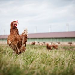 Geflügelhof Schönecke - Mercado - Unsere Hennen im Freiland-Auslauf.