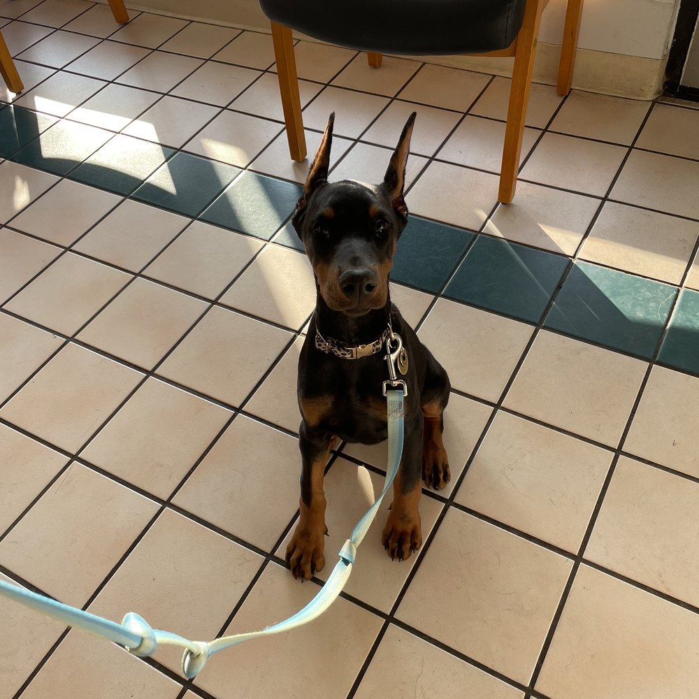 Riverside Animal Hospital - 1 month post crop - still taping but showing progress! - Veterinarians Near Me - Riverside, California