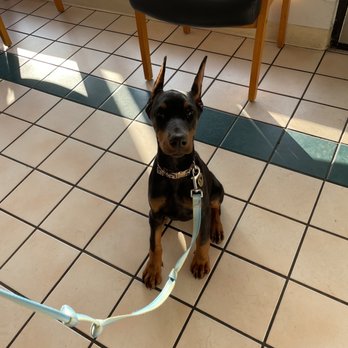 Riverside Animal Hospital - 1 month post crop - still taping but showing progress! - Veterinarians Near Me - Riverside, California