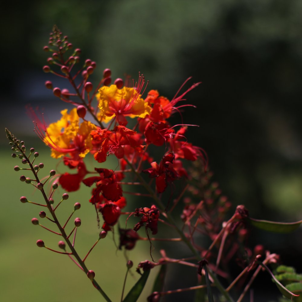 Bella Vista on Lake Travis - Beautiful Flowers abound. - Guest Houses Near Me - Marble Falls, Texas Bella Vista on Lake Travis - Beautiful Flowers abound. - Guest Houses Near Me - Marble Falls, Texas