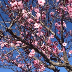 Spring is here at Day Creek Park! The pretty pink blossoms are beautiful during this time of the year (February 2015)