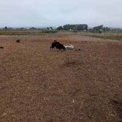 Half Moon Bay Dog Park