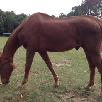 Mill Creek Farm - Max (same horse)Nov 2013 - Animal Shelters Near Me - Alachua, Florida Mill Creek Farm - Max (same horse)Nov 2013 - Animal Shelters Near Me - Alachua, Florida