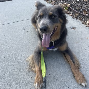 CANIS - Behavior and Training - Pet Training Near Me - Tarzana, California CANIS - Behavior and Training - Pet Training Near Me - Tarzana, California