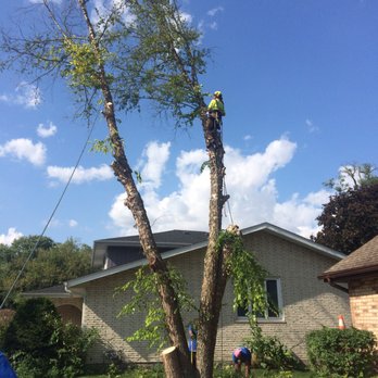 County Tree Service - Way up - Tree Services Near Me - Stickney, Illinois