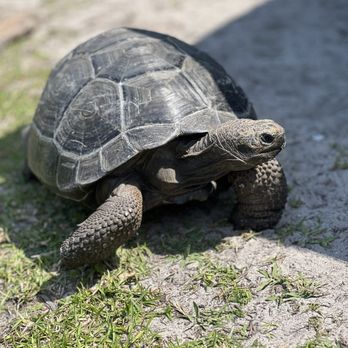 Iguanaland - One of the younger Galapagos tortoises - Zoos Near Me - Punta Gorda, Florida Iguanaland - One of the younger Galapagos tortoises - Zoos Near Me - Punta Gorda, Florida