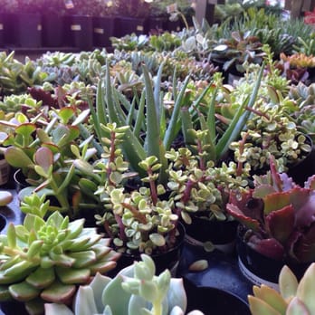 Lowe's Home Improvement - More succulents. - Hardware Stores Near Me - Fairfield, California Lowe's Home Improvement - More succulents. - Hardware Stores Near Me - Fairfield, California