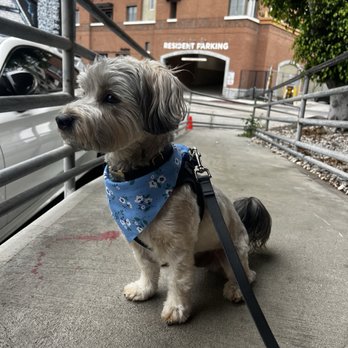 Alessandro Pet Spa - Freshly groomed with his new bandana from Alessandro's - Pet Groomers Near Me - Los Angeles, California