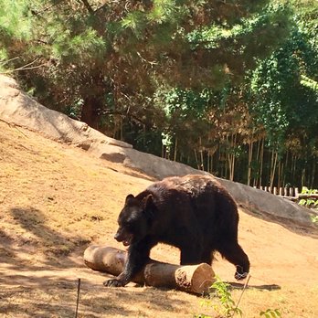 Cameron Park Zoo - Texas Black Bear - Zoos Near Me - Waco, Texas Cameron Park Zoo - Texas Black Bear - Zoos Near Me - Waco, Texas