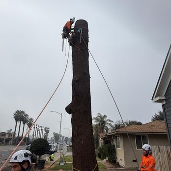 J R Tree Service - Tree Services Near Me J R Tree Service - Tree Services Near Me