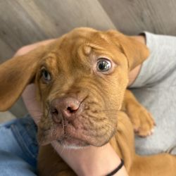 Petland Janesville