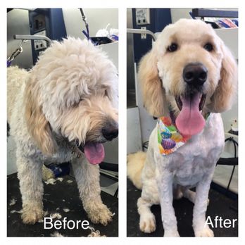 Go Mobile grooming - Go mobile grooming (614)779-3050 - Pet Groomers Near Me